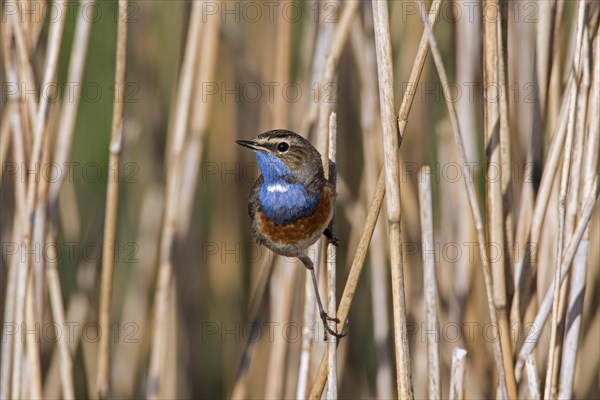 White-spotted bluethroat