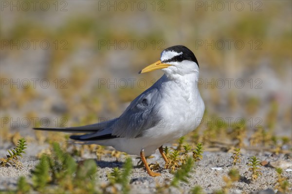 Little tern