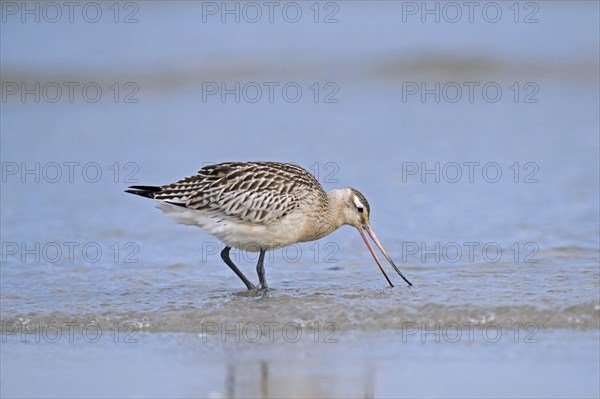 Bar-tailed godwit