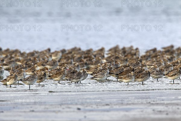 Bar-tailed Godwit