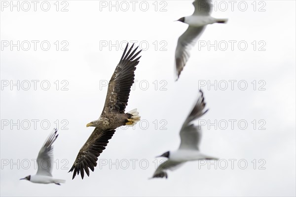 White-tailed eagle