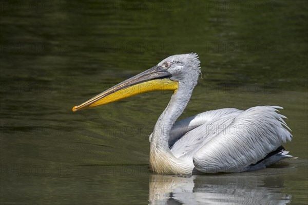 Dalmatian pelican