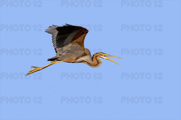 Purple heron