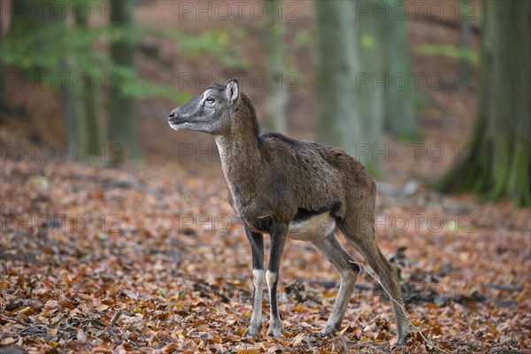 European mouflon