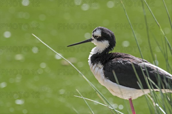 Black-necked stilt