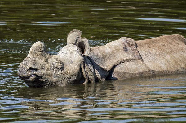 Indian rhinoceros