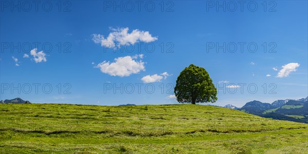 Peace lime tree