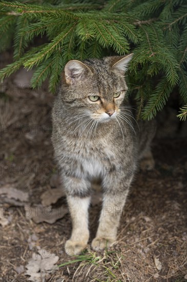 European wildcat