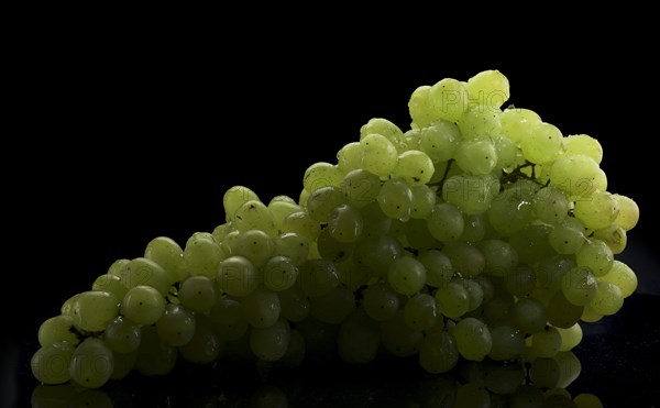 Bunch of white grapes with water drops on black background