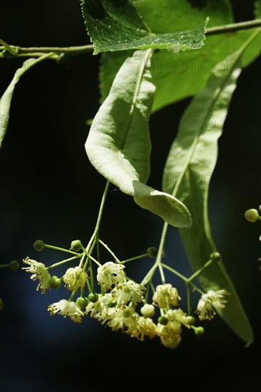 Linden tree with blossoms