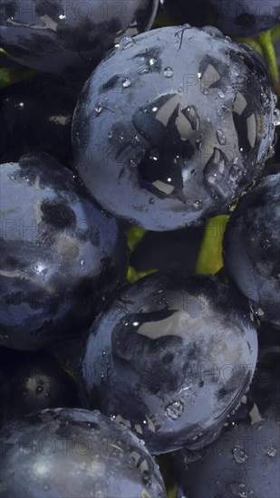 Close-up of berries of dark bunch of grape with water drops