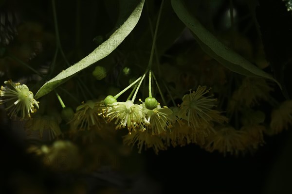 Linden tree with blossoms