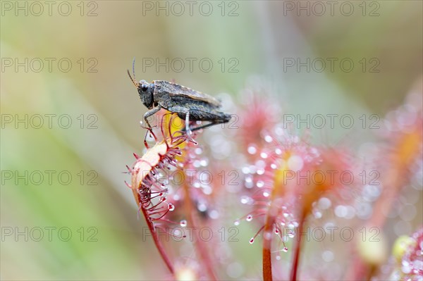 Oblong-leaved sundew