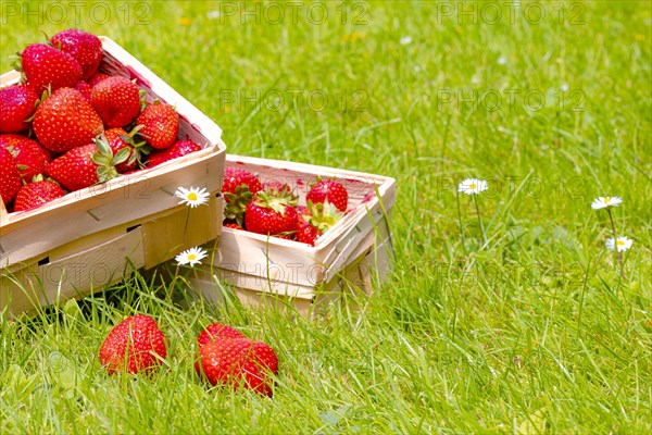Baskets of strawberry