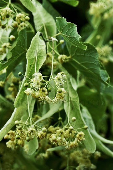 Linden tree with blossoms