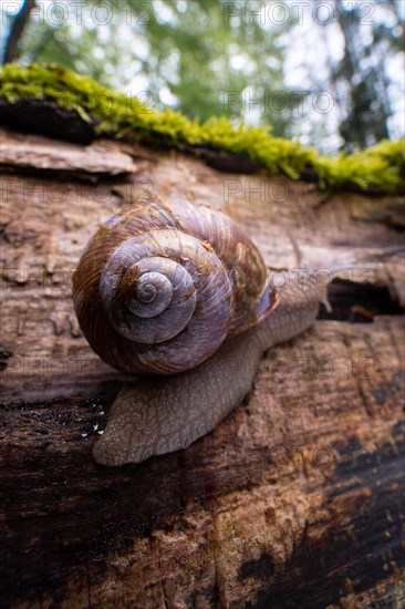 Burgundy snail