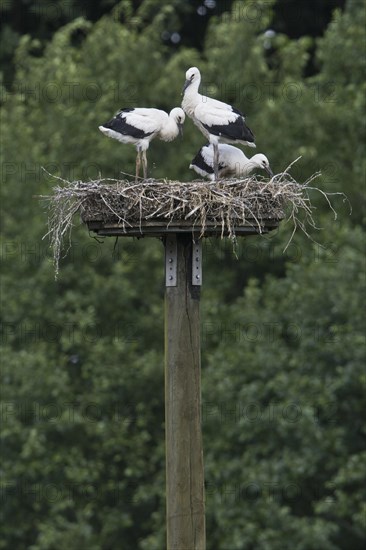 Young white storks