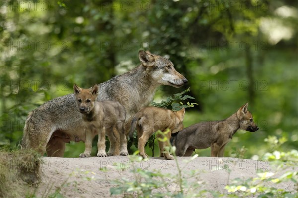 European gray wolf