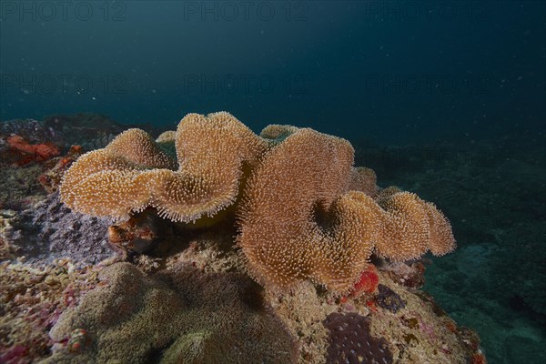 Mushroom leather coral