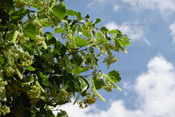 Linden tree with blossoms