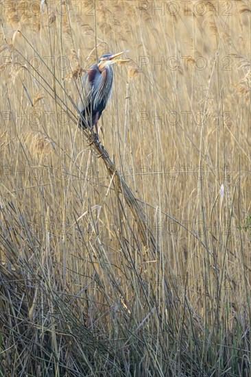 Purple heron