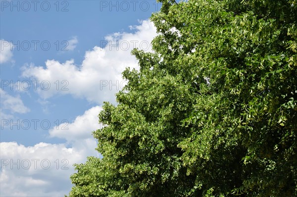 Linden tree with blossoms