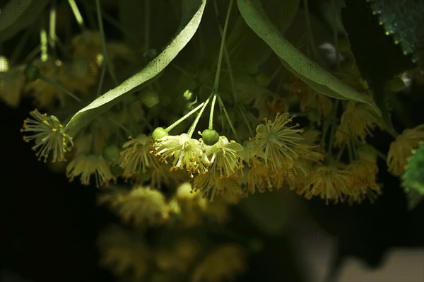 Linden tree with blossoms