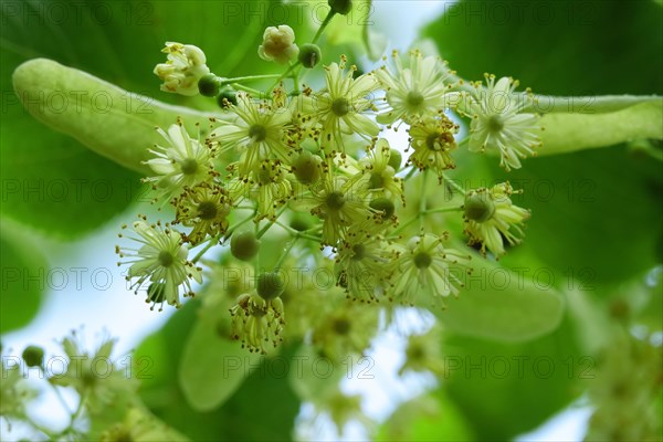 Linden tree with blossoms