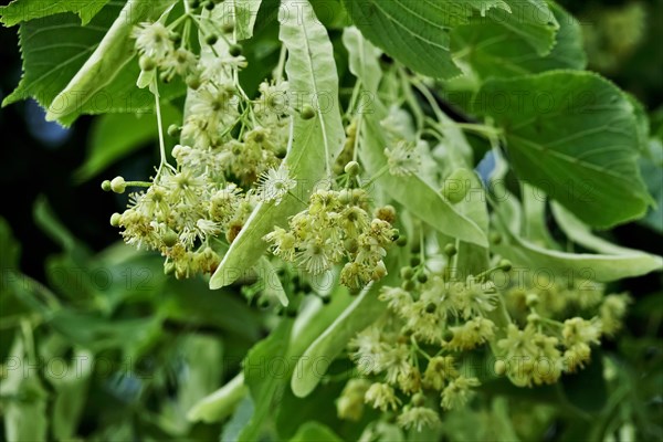 Linden tree with blossoms