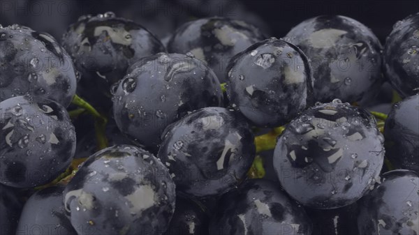 Details of fresh dark grapes with water drops