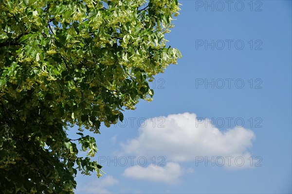 Linden tree with blossoms