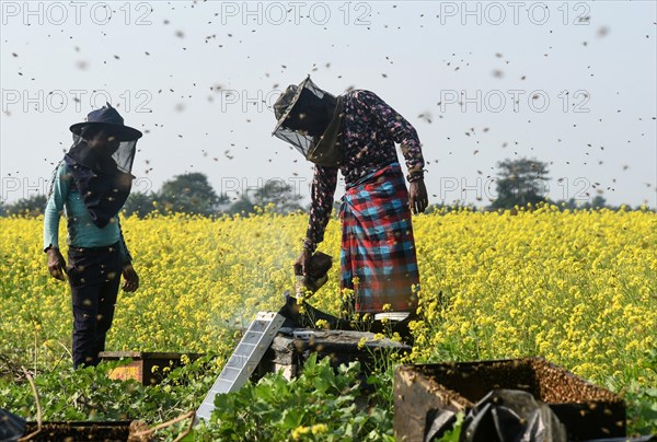 Bee keepers working in a bee farm near a mustards field in a village in Barpeta district of Assam in India on Wednesday 22 December 2021. The bee keeping business is one of the most profitable businesses in India. India has more than 3.5 million bee colonies. Indian apiculture market size is expected to reach a value of more than Rs. 30000 million by 2024