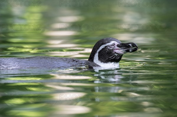 Humboldt penguin