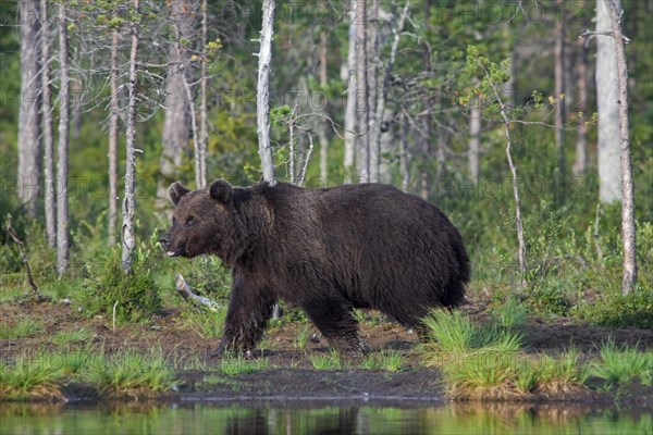 Brown bear