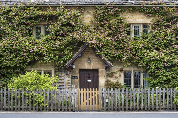 Typical yellow Cotswolds stone house with dense plant growth on the facade