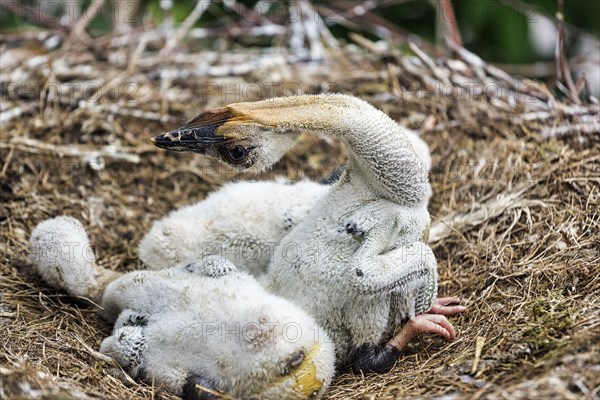 White stork