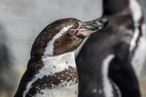 Humboldt penguin