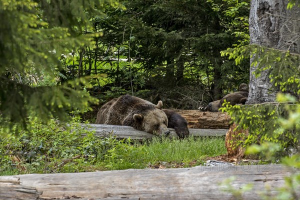 Male and female European brown bears