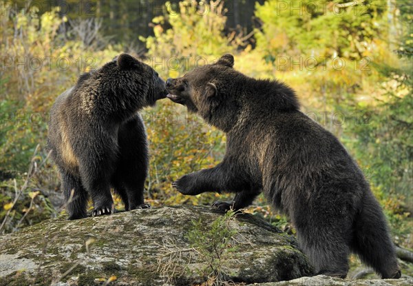 Two Eurasian brown bear