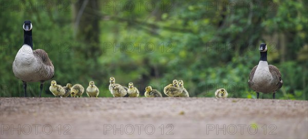 Canada geese