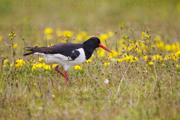 Eurasian oystercatcher