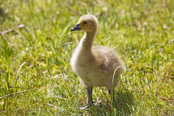 Canada goose