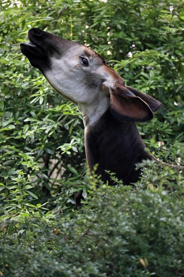 Okapi