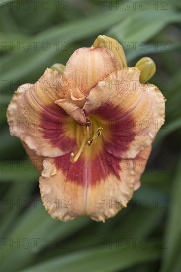 Daylily