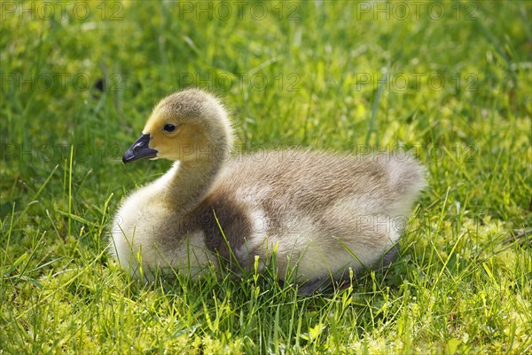 Canada goose