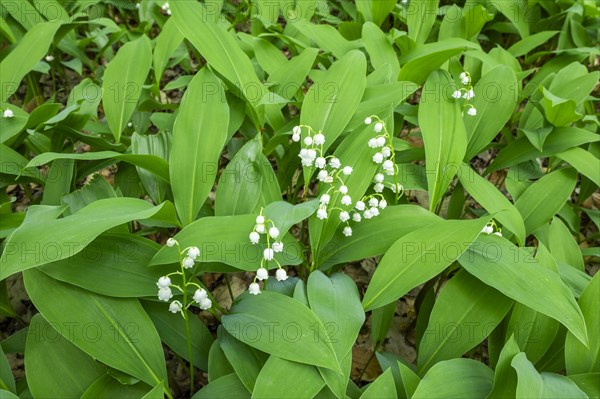 Lily of the valley