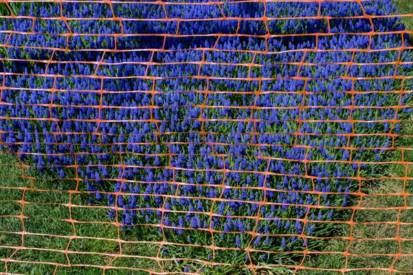 Rubber fence protection in the tulip garden