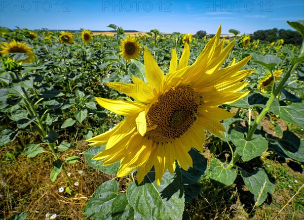 Sunflower