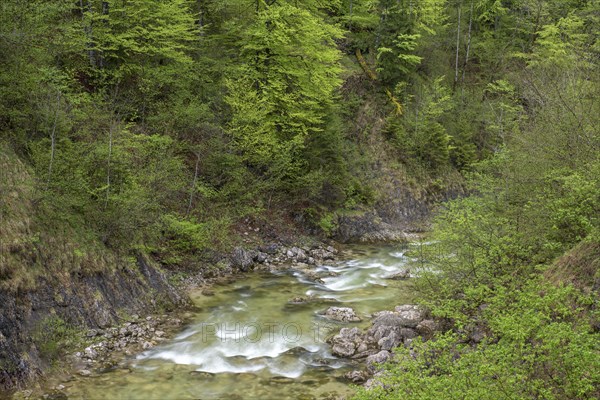 Mountain stream in the UNESCO World Heritage Beech Forest in the Limestone Alps National Park