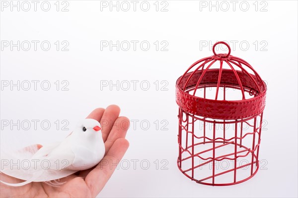 Bird near a red birdcage